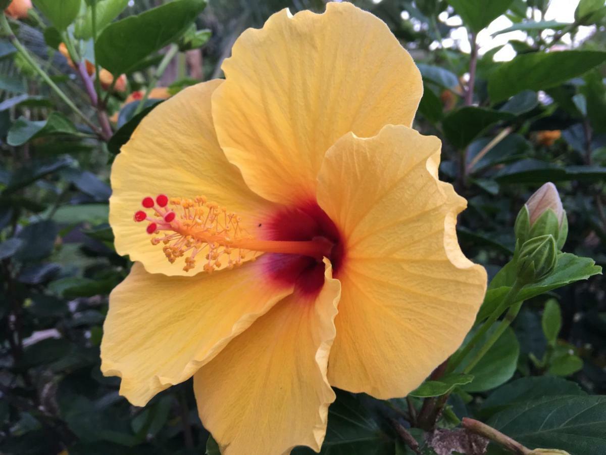 Mediteranean Style Ohana Rental / Garden Bungalow In Pahoa Honolulu Landing المظهر الخارجي الصورة